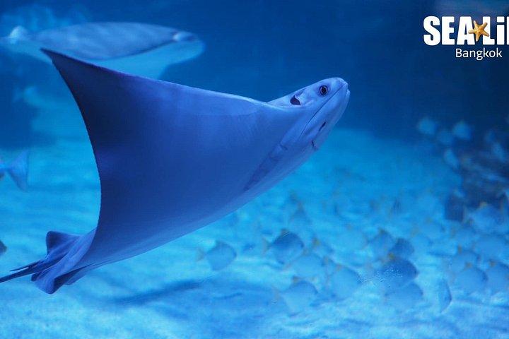 SEA LIFE バンコクオーシャンワールドスタンダード入場券