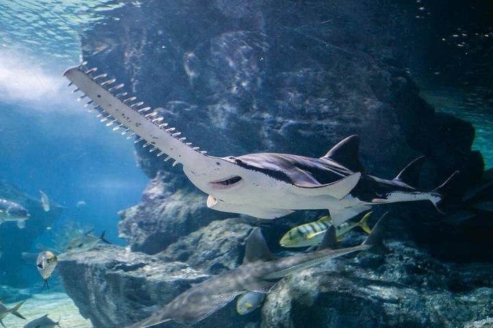 Entrada SEA LIFE Bangkok Ocean World Standard