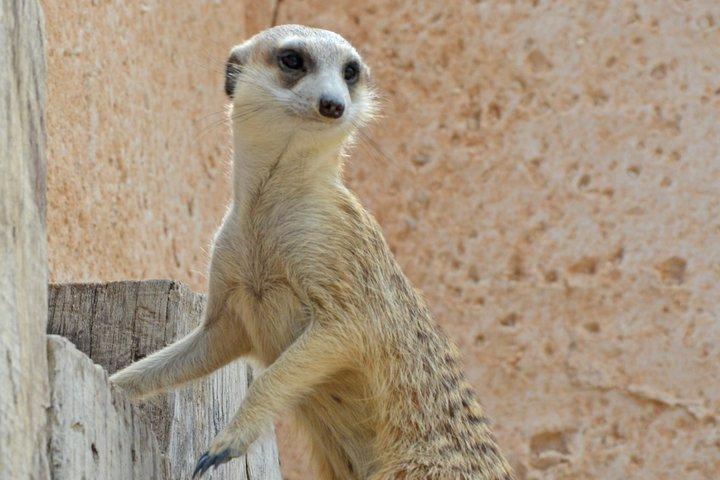 Terra Natura Benidorm入場チケット