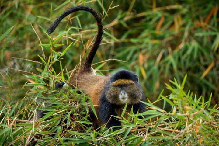 2 Days Golden Monkey Trekking Volcanoes National Park