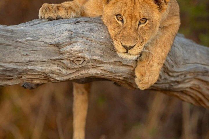 5 Giorni Unendo Tarangire Serengeti e Ngorongoro Crater Tanzania