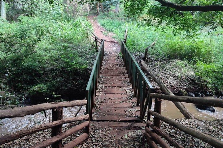 Promenade en forêt de Karura et visite guidée des cascades