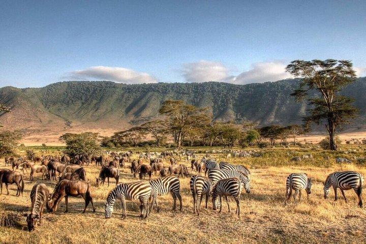 5-dagars gruppsafari Tarangire Serengeti Ngorongoro Tanzania