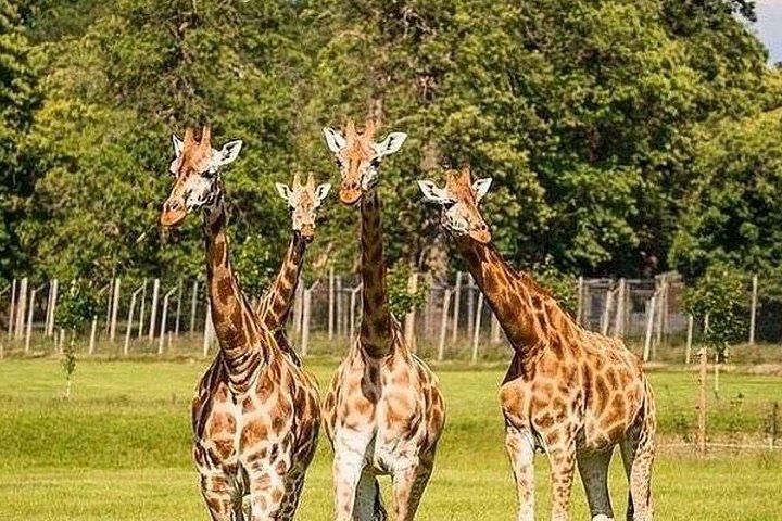 キリンセンターカレン・ブリクセンと神戸ビーズ日帰りツアー