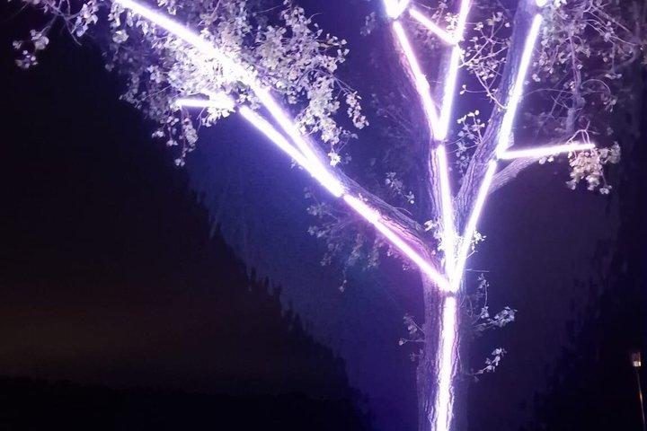 Biela noc – ボートから見る最大の野外アートフェスティバル