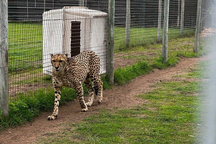 チーターアウトリーチ＆キリンとの出会いとライオンパークプライベートツアー