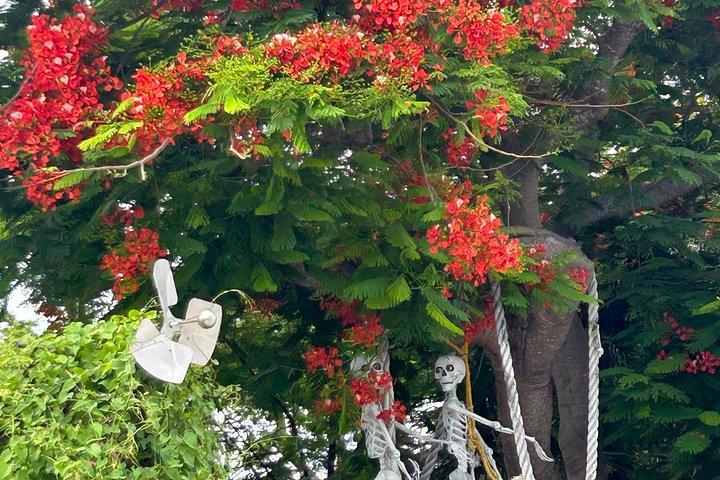 キーウェストの歴史自然と文化ウォーキングツアー