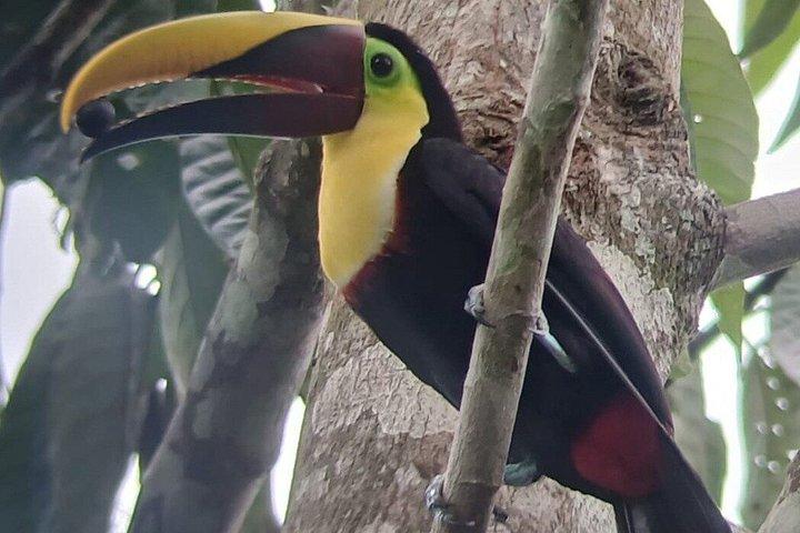 マヌエル・アントニオ国立公園ガイドツアー（チケットオプション付き）