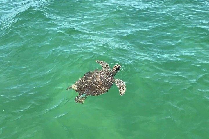 パナマシティビーチのシェル島近くのイルカ観光ツアー
