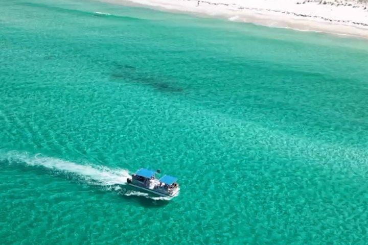 パナマシティビーチのシェル島近くのイルカ観光ツアー