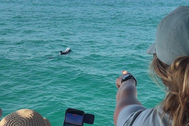 パナマシティビーチのシェル島近くのイルカ観光ツアー