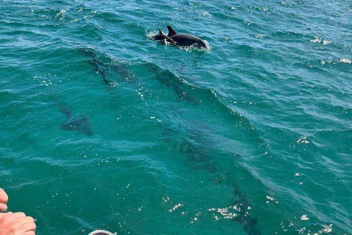 パナマシティビーチのシェル島近くのイルカ観光ツアー