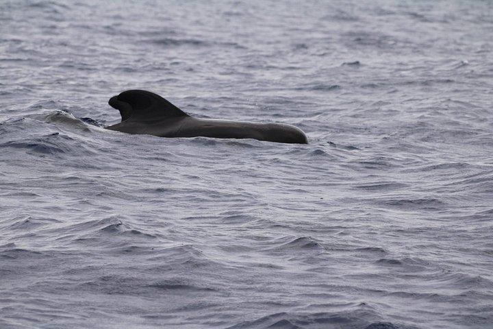 テルセイラ島でのクジラとイルカウォッチング