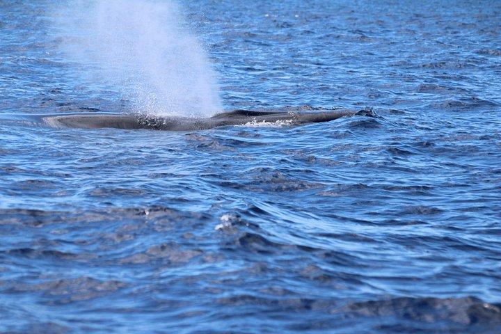 テルセイラ島でのクジラとイルカウォッチング
