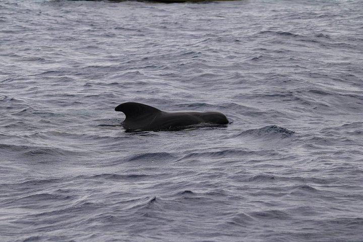 テルセイラ島でのクジラとイルカウォッチング