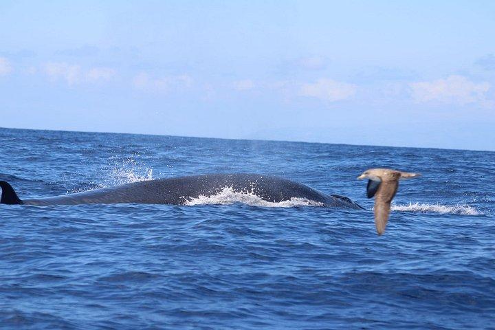 テルセイラ島でのクジラとイルカウォッチング