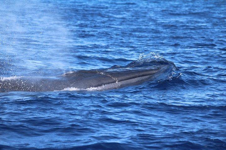 テルセイラ島でのクジラとイルカウォッチング