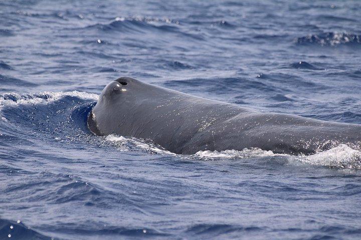 テルセイラ島でのクジラとイルカウォッチング
