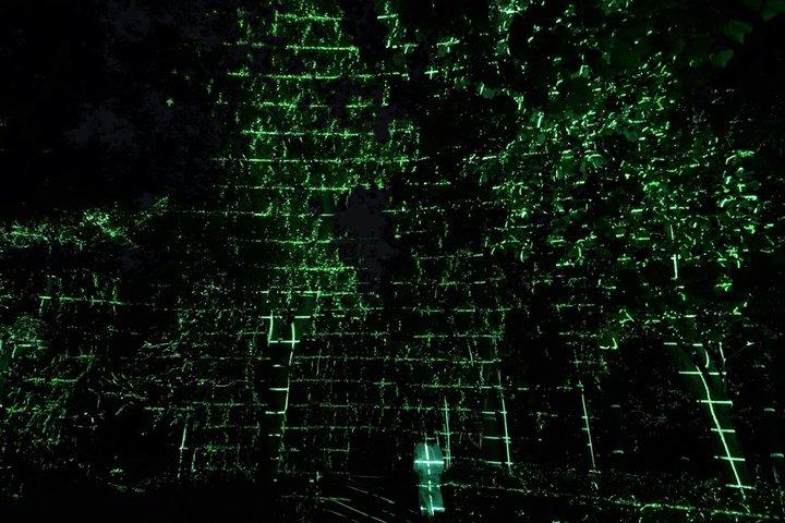 TeamLab Jardin botanique Osaka Night Art Experience