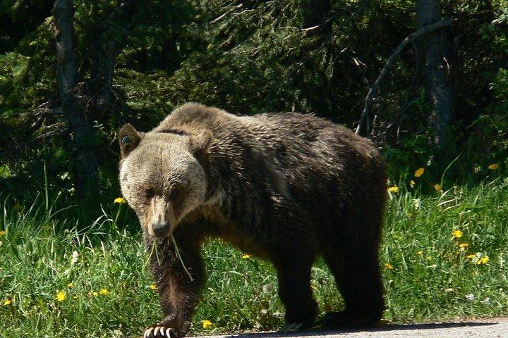 Hoteller i nærheden af Banff Kananaskis Bear Country