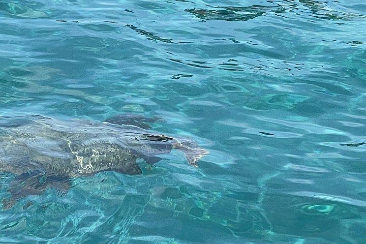 ケリ洞窟とタートル島へのザキントスグラスボトムボートツアー