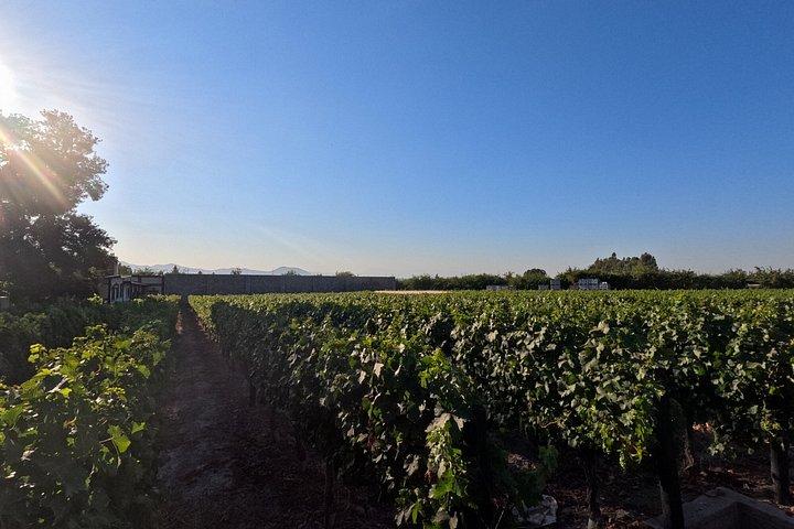 Viña Alyan Sunset Experience with Wine Tastings