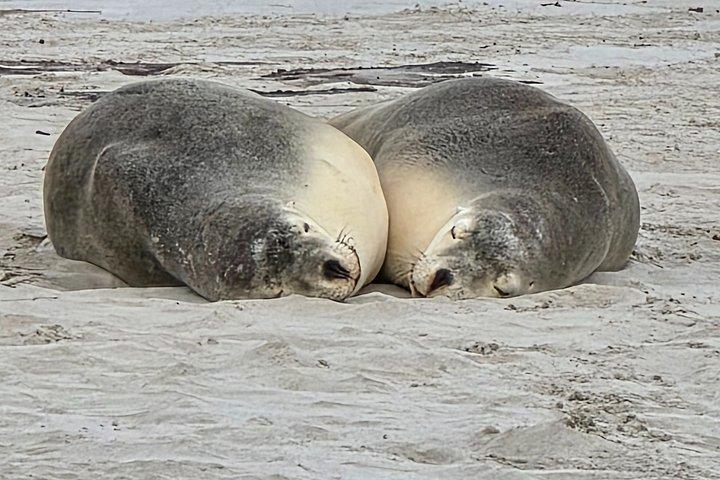 カンガルー島2日-日帰り小グループツアーエクスアデレード