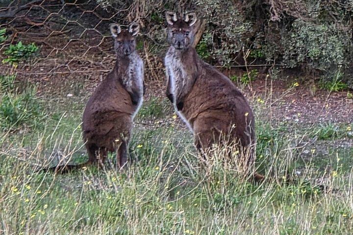 カンガルー島2日-日帰り小グループツアーエクスアデレード