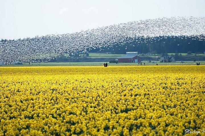 Skagit Valley Tulip Festival Privédagtour vanuit Seattle
