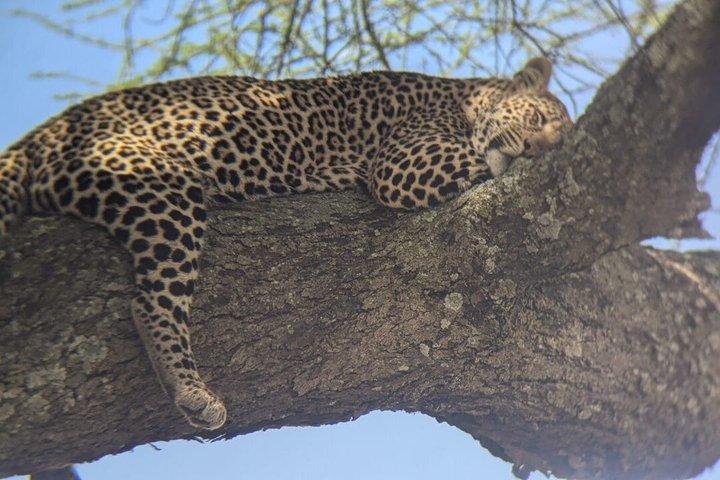 Privat 5-dages guidet tur til det nordlige Tanzania