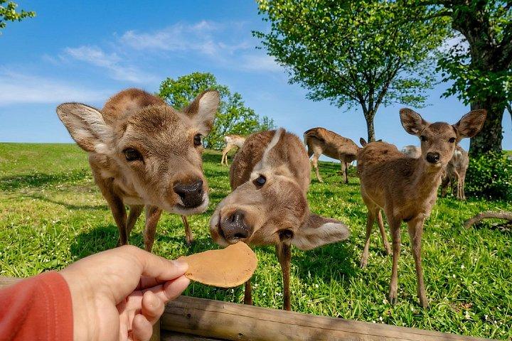 京都・大阪から：京都必見スポット＆奈良公園日帰りツアー