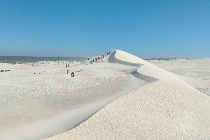 Tour di Koala, Lancelin, Wedge Island e Pinnacles da Perth