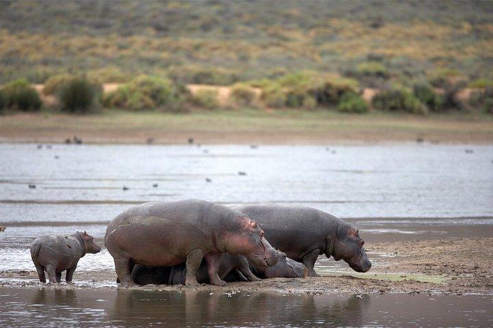 Explore the Best Big 5 Full Day Safari and Wine Tasting