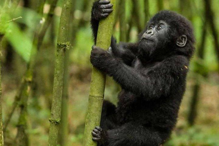 Tour di 1 giorno di trekking in gorilla in Ruanda nel Parco Nazionale dei Vulcani