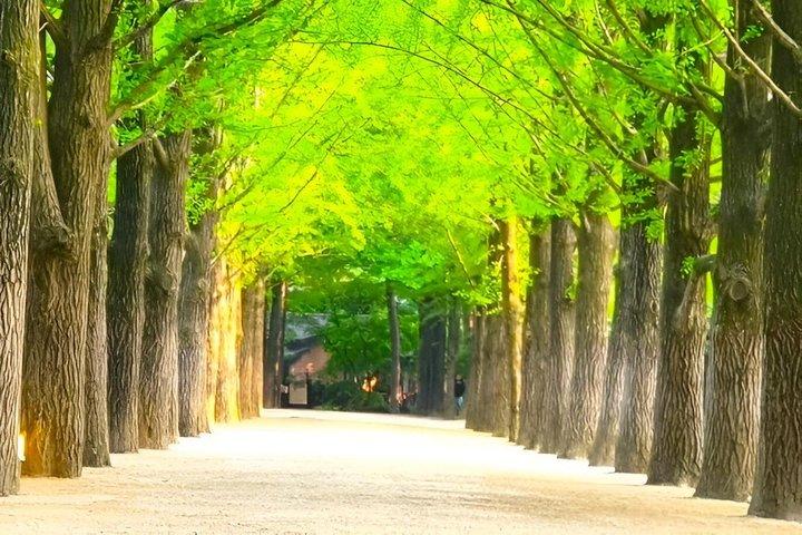 Tour privato Nami Island, Rail Bike & Giardino di Mattina Calma