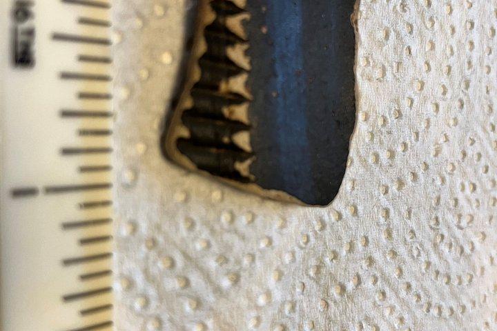 Thames Beachcombing/Mudlarking