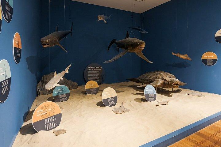 ドゥブロブニク自然史博物館プライベートツアー