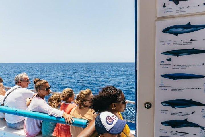 Havets ande: Valskådning på Gran Canaria