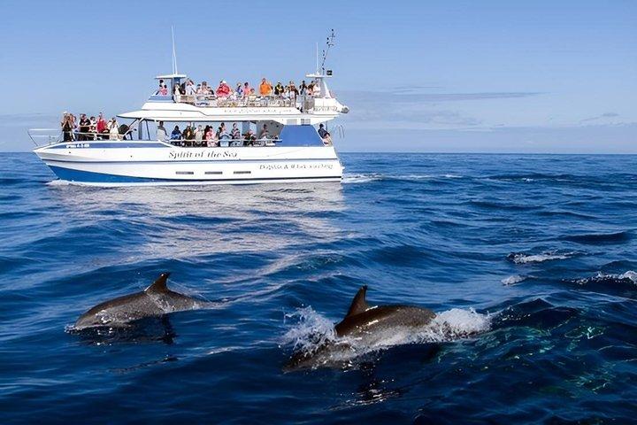 Croisière avec les dauphins et les baleines à Porto Rico, Gran Canaria