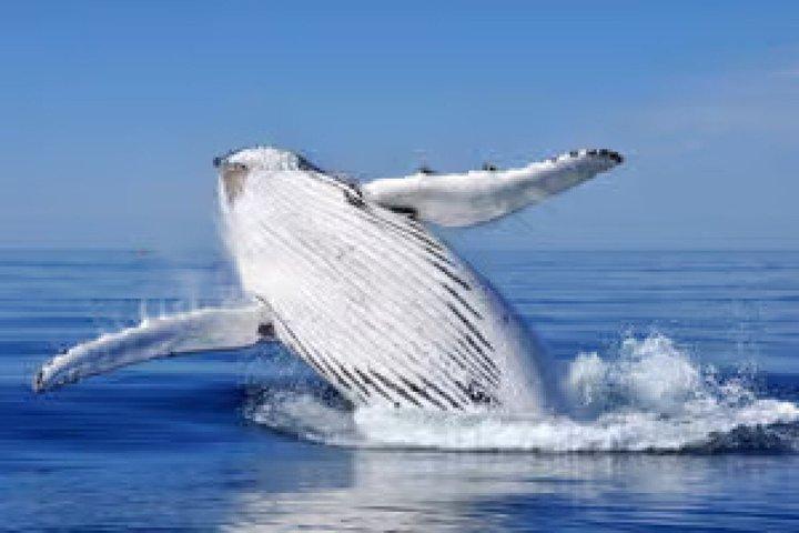 Whale Watching og Montana Redonda
