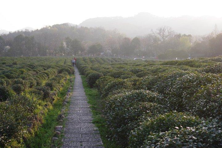 West Lake Bike Tour: Parques paisagísticos, Temple, Tea Fields