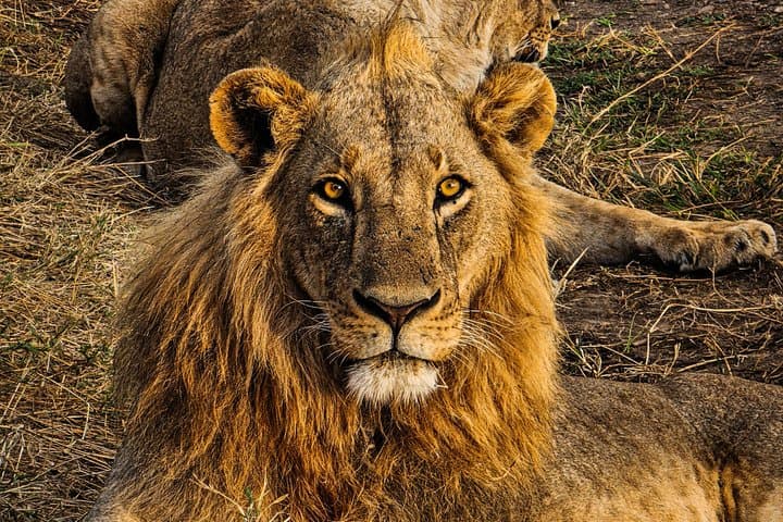 Nairobi National Park Safari Tour World's Wildlife Capital