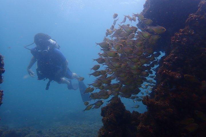 Dive Baptism All Saints Bay Snorkel or Cylinder