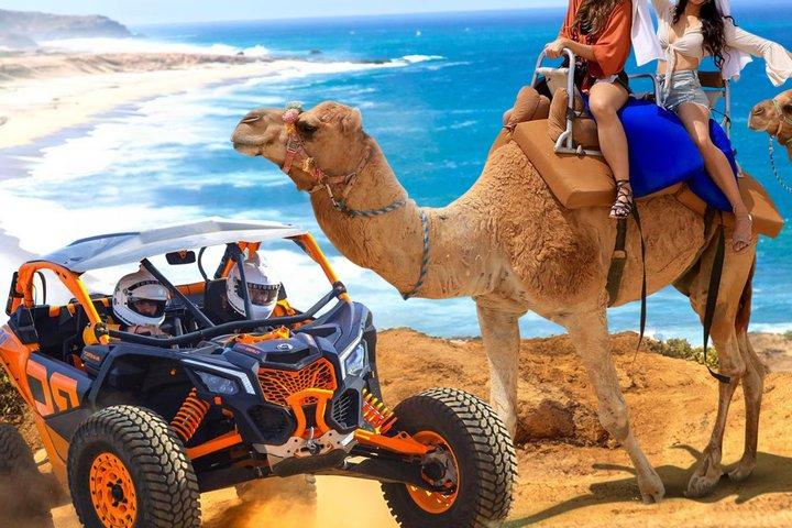 Combo Paseo en Camello y UTV con Degustación de Tequila Los Cabos