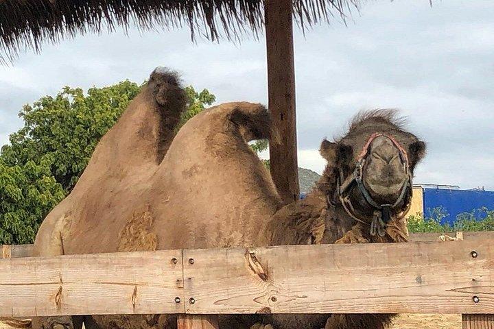 Passeio de camelo e UTV com degustação de tequila em Los Cabos
