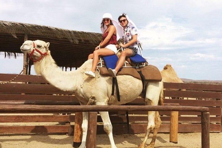 Passeio de camelo e UTV com degustação de tequila em Los Cabos