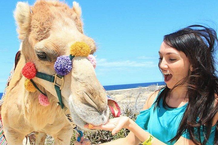 Passeio de camelo e UTV com degustação de tequila em Los Cabos