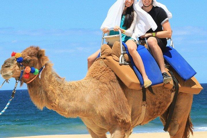 Passeio de camelo e UTV com degustação de tequila em Los Cabos
