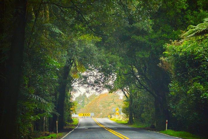 Auckland Private Rotorua Highlights Full Day Tour Opt hobbiton