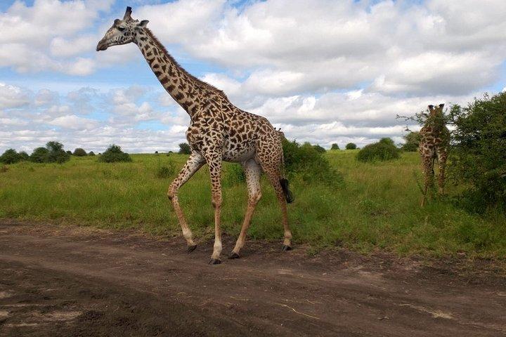 ナイロビ国立公園ガイドツアー